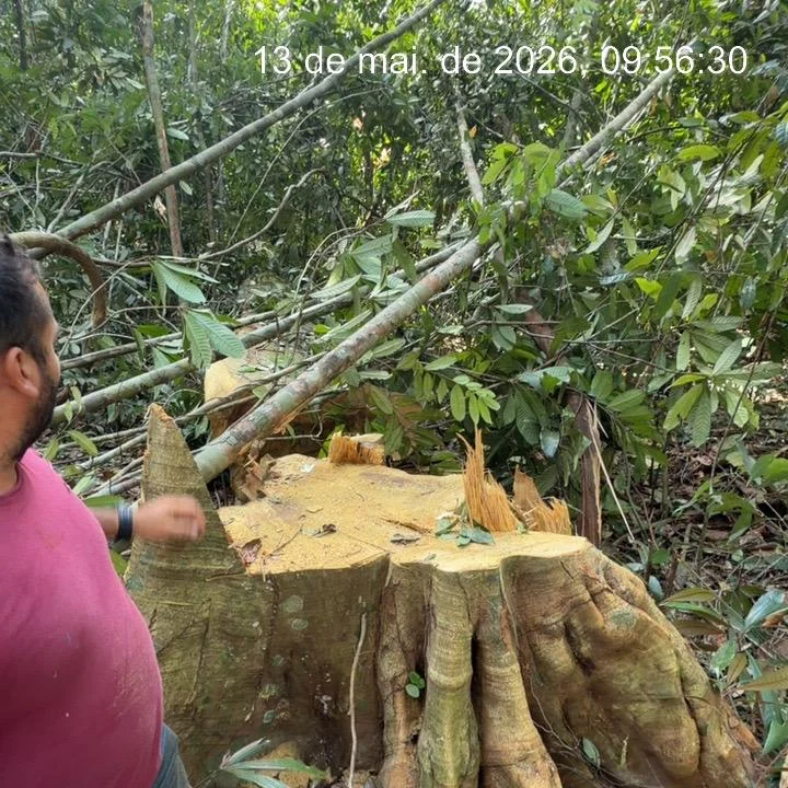 Registro de manejo florestal com tronco cortado e vegetação ao redor