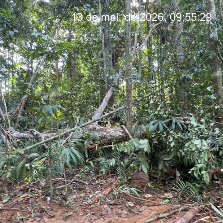 Árvore caída e resíduos vegetais em área florestal para manejo responsável